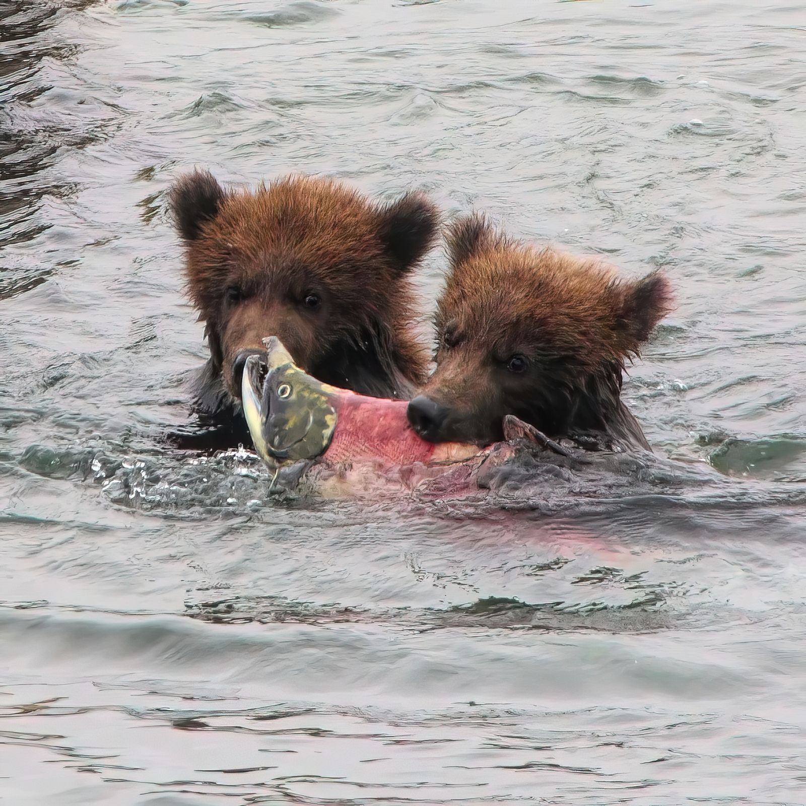 Brown bear cubs, salmon run, Kenai Peninsula, Alaska